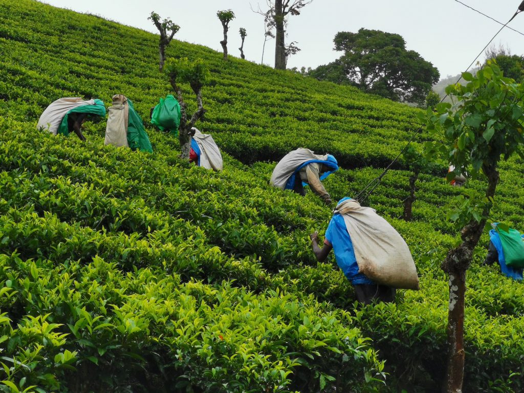 | තේ අපනයනයට ඇති වන බලපෑම