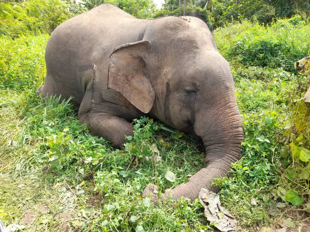 | ඝාතනය කර ඇති වන අලියෙක්